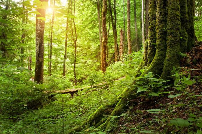 What does a Forest Officer do? (with pictures) What does a Forest Officer do? (with pictures)