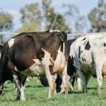 I Gave Up Dairy And It Completely Changed My Life