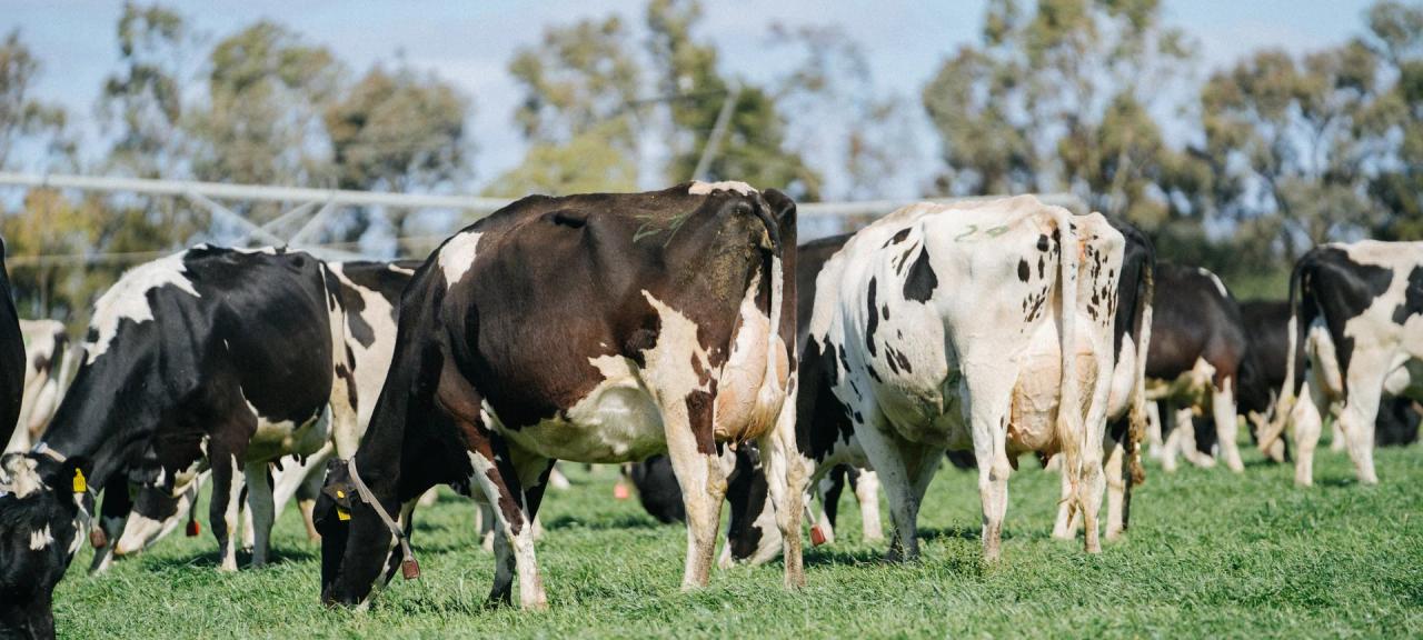 I Gave Up Dairy And It Completely Changed My Life I Gave Up Dairy And It Completely Changed My Life